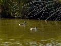Somormujo lavanco - Podiceps cristatus - Cabussó emplomallat
