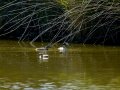 Somormujo lavanco - Podiceps cristatus - Cabussó emplomallat