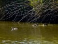 Somormujo lavanco - Podiceps cristatus - Cabussó emplomallat