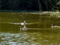Somormujo lavanco - Podiceps cristatus - Cabussó emplomallat