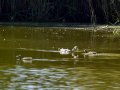 Somormujo lavanco - Podiceps cristatus - Cabussó emplomallat