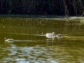 Somormujo lavanco - Podiceps cristatus - Cabussó emplomallat