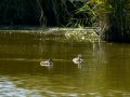 Somormujo lavanco - Podiceps cristatus - Cabussó emplomallat