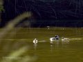 Somormujo lavanco - Podiceps cristatus - Cabussó emplomallat