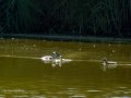 Somormujo lavanco - Podiceps cristatus - Cabussó emplomallat