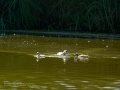 Somormujo lavanco - Podiceps cristatus - Cabussó emplomallat