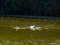 Somormujo lavanco - Podiceps cristatus - Cabussó emplomallat