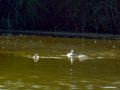 Somormujo lavanco - Podiceps cristatus - Cabussó emplomallat