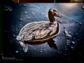 Exposicón de Steve McCurry