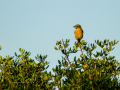 Tarabilla común - Saxicola rubicola - Bitxac comú