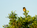 Tarabilla común - Saxicola rubicola - Bitxac comú