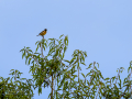Tarabilla común - Saxicola rubicola - Bitxac comú
