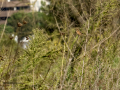 Tarabilla común - Saxicola rubicola - Bitxac comú