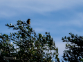 Tarabilla común - Saxicola rubicola - Bitxac comú