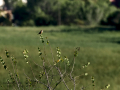 Tarabilla común - Saxicola rubicola - Bitxac comú