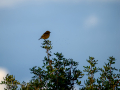 Tarabilla común - Saxicola rubicola - Bitxac comú