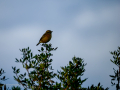 Tarabilla común - Saxicola rubicola - Bitxac comú