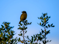 Tarabilla común - Saxicola rubicola - Bitxac comú
