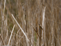 Tarabilla común - Saxicola rubicola - Bitxac comú