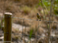 Tarabilla común - Saxicola rubicola - Bitxac comú