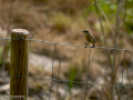 Tarabilla común - Saxicola rubicola - Bitxac comú