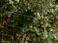 Tarabilla común - Saxicola rubicola - Bitxac comú