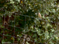 Tarabilla común - Saxicola rubicola - Bitxac comú
