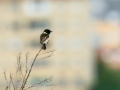 Tarabilla común - Saxicola rubicola - Bitxac comú