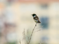 Tarabilla común - Saxicola rubicola - Bitxac comú