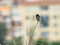 Tarabilla común - Saxicola rubicola - Bitxac comú