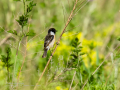 Tarabilla común - Saxicola rubicola - Bitxac comú