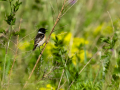 Tarabilla común - Saxicola rubicola - Bitxac comú