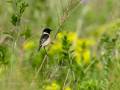 Tarabilla común - Saxicola rubicola - Bitxac comú