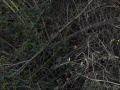E3310387