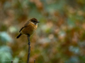 Tarabilla común - Saxicola rubicola - Bitxac comú