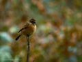 Tarabilla común - Saxicola rubicola - Bitxac comú