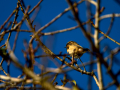 Tarabilla común - Saxicola rubicola - Bitxac comú
