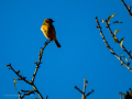 Tarabilla común - Saxicola rubicola - Bitxac comú