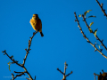 Tarabilla común - Saxicola rubicola - Bitxac comú