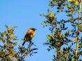 Tarabilla común - Saxicola rubicola - Bitxac comú