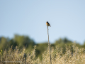 Tarabilla común - Saxicola rubicola - Bitxac comú