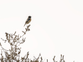 Tarabilla común - Saxicola rubicola - Bitxac comú