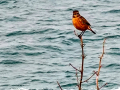 Tarabilla común - Saxicola rubicola - Bitxac comú