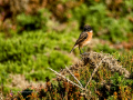 Tarabilla común - Saxicola rubicola - Bitxac comú