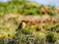 Tarabilla común - Saxicola rubicola - Bitxac comú