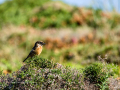 Tarabilla común - Saxicola rubicola - Bitxac comú