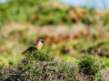 Tarabilla común - Saxicola rubicola - Bitxac comú