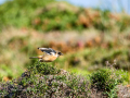 Tarabilla común - Saxicola rubicola - Bitxac comú