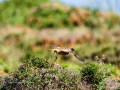 Tarabilla común - Saxicola rubicola - Bitxac comú