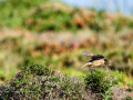 Tarabilla común - Saxicola rubicola - Bitxac comú